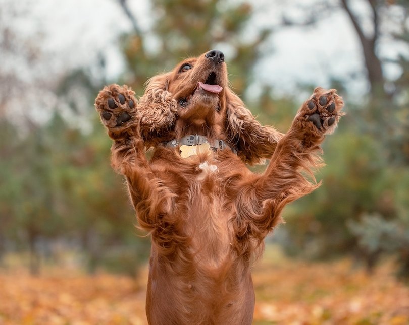 Dog with its paws up outside